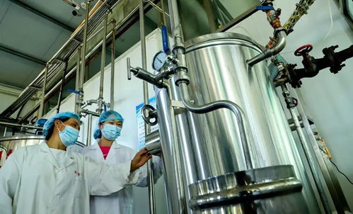 你的三伏天小 杏 福來嘍 張掖甘州消暑產品俏銷全國鳳凰網甘肅 鳳凰網